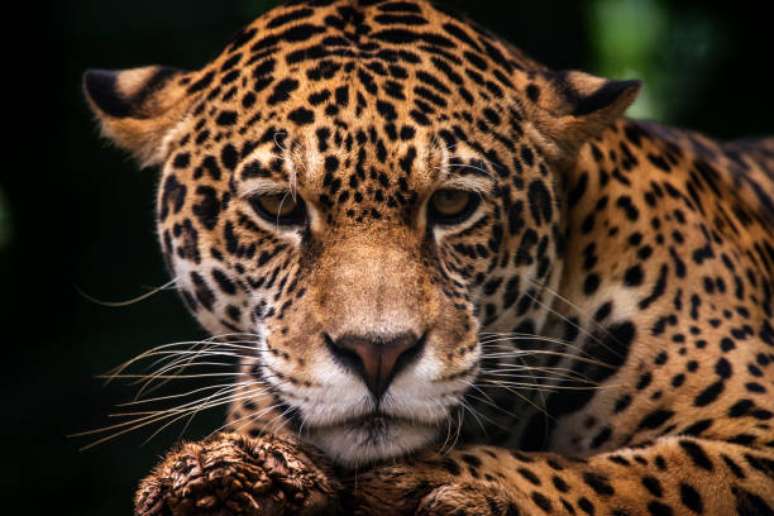 No passeio noturno – Noite Animal – no Zoológico de São Paulo é possível ver até mesmo onças.