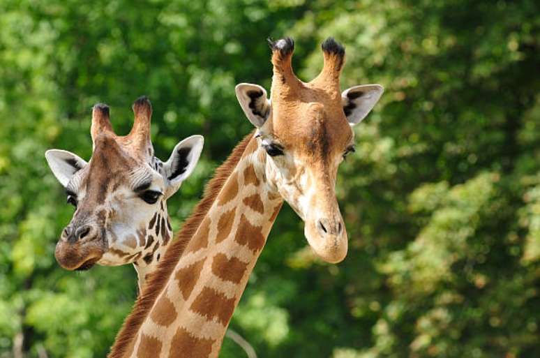 Passeio Comum no Zoológico de São Paulo