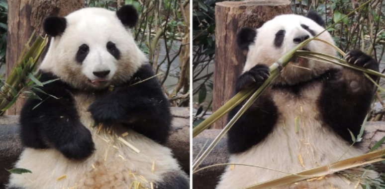 Pandas gigantes no Centro de Criação de Pandas Gigantes de Chengdu, na China