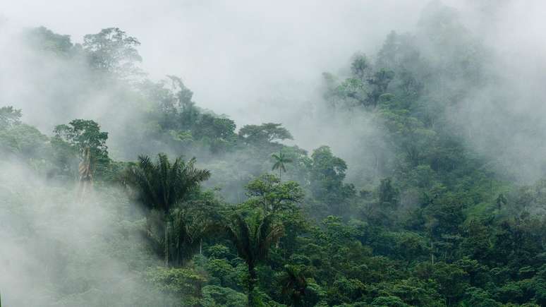 No Equador, a floresta Los Cedros continua em pé e sem mineração graças a um poderoso movimento jurídico global cada vez mais influente