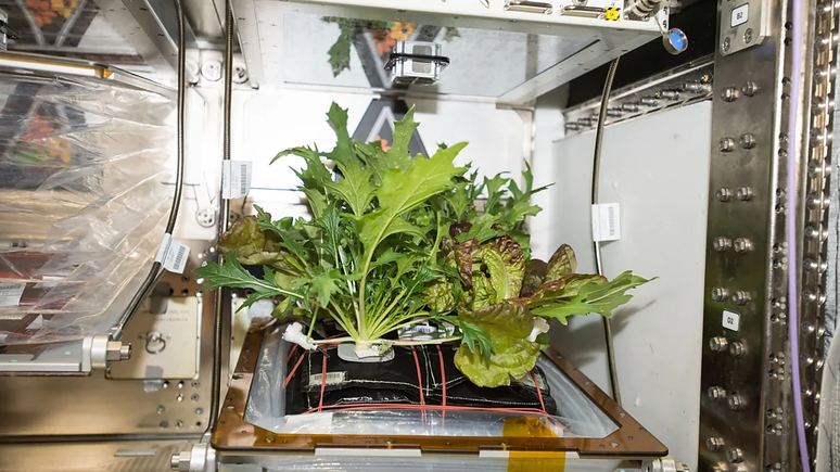 A ISS tem sua própria horta minúscula a bordo, para que os astronautas possam estudar o crescimento vegetal em ambientes com microgravidade