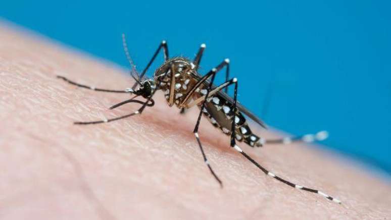 A partir de 2015, o Aedes passou a ser o transmissor de um vírus recém-chegado ao Brasil: o zika
