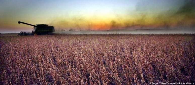 Nos EUA, mais da metade das terras cultivadas são produzidas com grãos geneticamente modificados