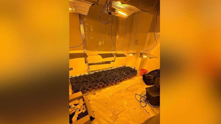 A polícia apreendeu mais de 400 plantas de maconha com um valor de venda estimado em centenas de milhares de libras