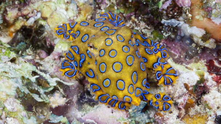 Os Polvos-de-anéis-azuis ou Polvos Anelado Azul são pequenos cefalópodes que são encontrados em poças de maré e recifes de coral nos oceanos Pacífico e Índico, do Japão à Austrália.