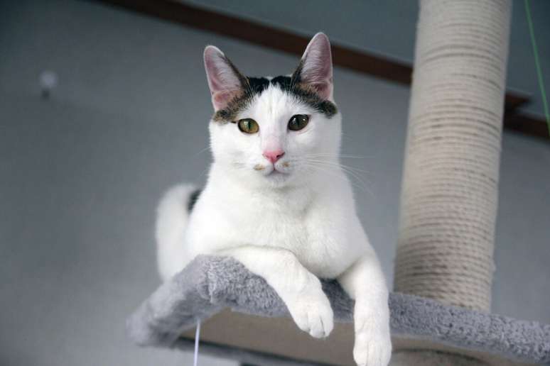 Gato bobtail japonês tem cauda pequena e é conhecido por sua natureza brincalhona e ativa 