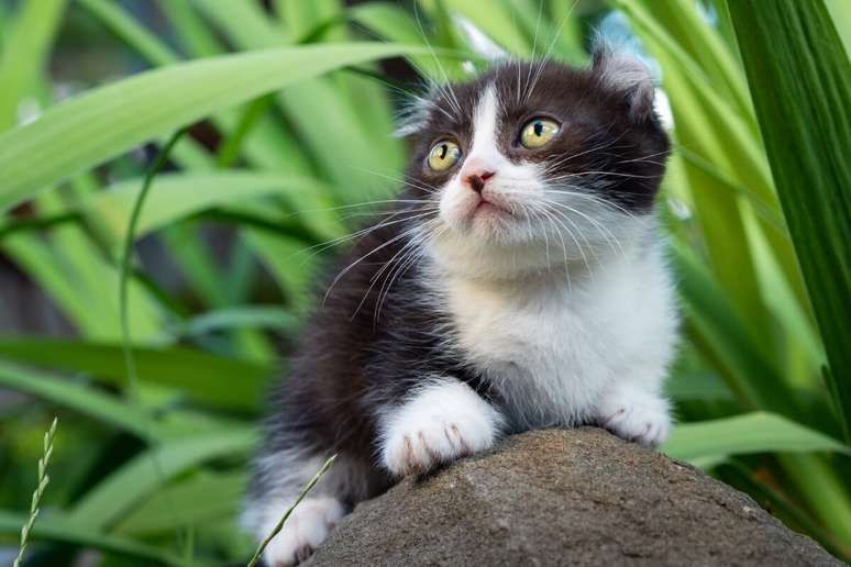 Gato kinkalow é pequeno, raro e muito brincalhão 