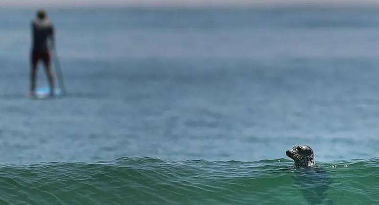 O ressurgimento de focas na costa leste dos EUA atraiu tubarões-brancos para áreas populares entre os banhistas