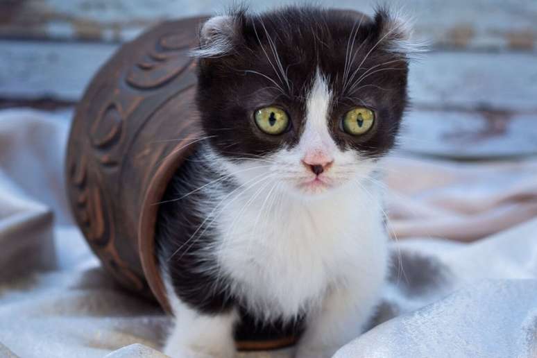 Gatos pequenos chamam atenção por sua delicadeza e charme