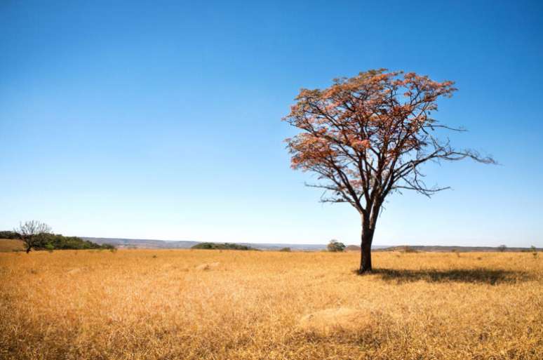 Cerrado, bioma brasileiro