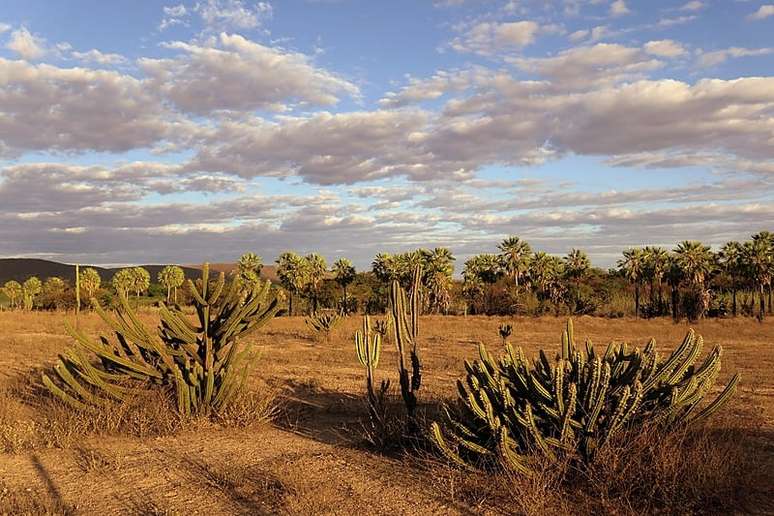 Caatinga, bioma brasileiro