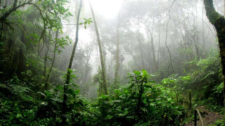 Mata Atlântica, bioma brasileiro