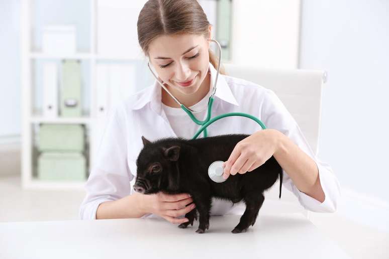 O miniporco também precisa de cuidados veterinários, pois requer vacinação e vermifugação 