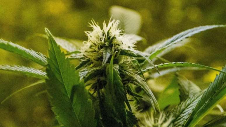 Anvisa liberou venda de produtos feitos com cannabis para uso medicinal em farmácias