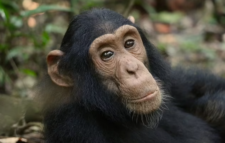 Primatas aprenderam a usar ervas medicinais para tratar doenças e ferimentos