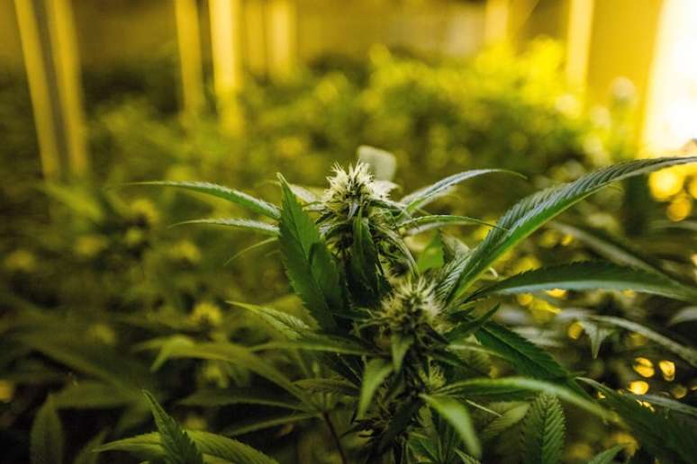 A partir da publicação do julgamento do STF, o porte de 40 gramas ou 6 plantas de cannabis fêmea não é mais crime no Brasil. O uso da planta, entretanto, continua sendo proibido.