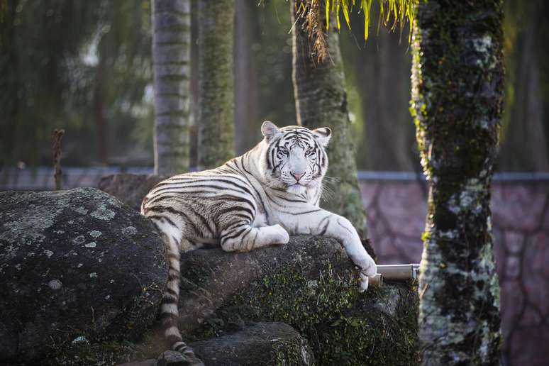 Adeus, tigre branco: zoológico do Beto Carrero foi fechado e espécies estão sendo transferidas