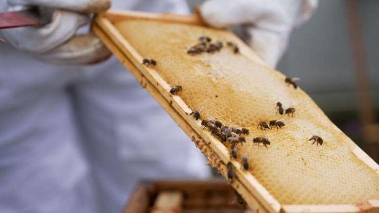 A cera de abelha é esfregada em um pano para criar material de embalagens