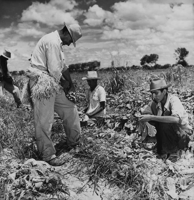 Muitos agricultores no sul do Texas preferiram contratar mexicanos indocumentados em vez de imigrantes legalizados
