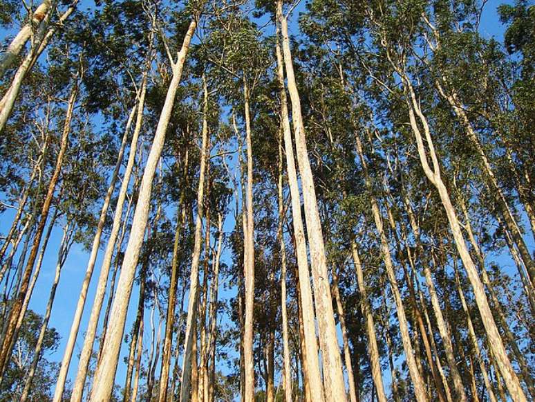 Imagem mostra floresta com vários eucaliptos.