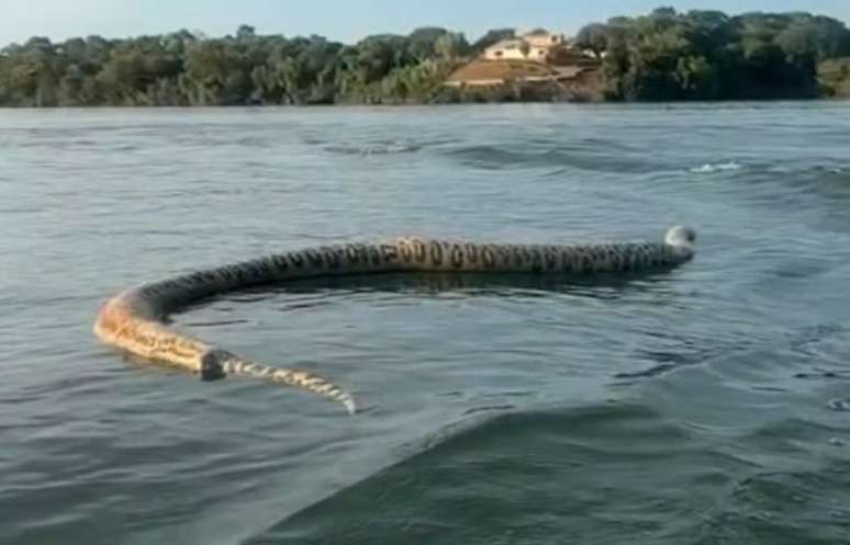 Cobra gigante morta é vista durante passeio de barco: 'Para quem gosta de banhar no lago