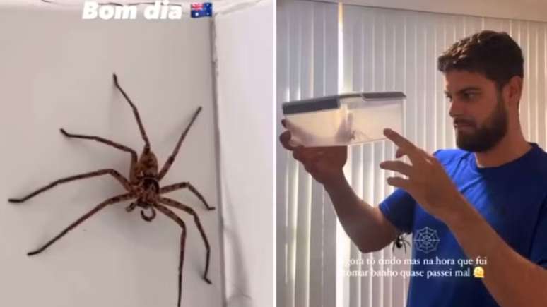 Casal de brasileiros acha aranha 'gigante' em banheiro na Austrália