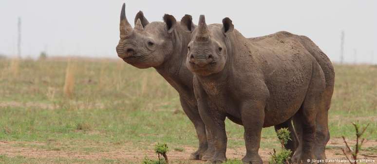 População total de rinocerontes é de pouco mais de 23 mil exemplares