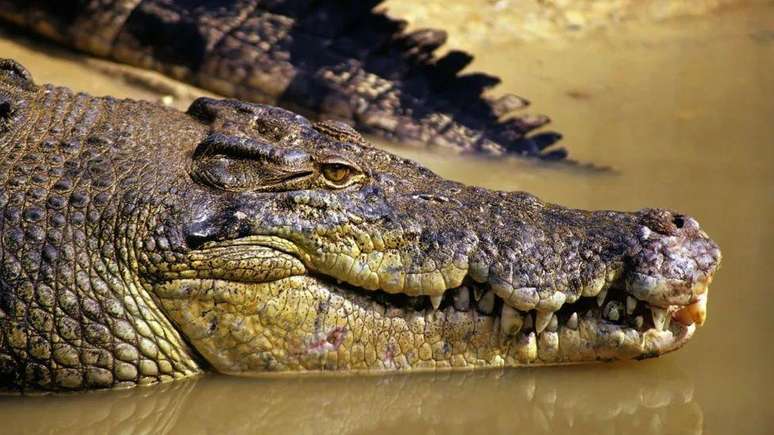 O Território do Norte australiano abriga mais crocodilos-de-água-salgada do que qualquer outro lugar do mundo