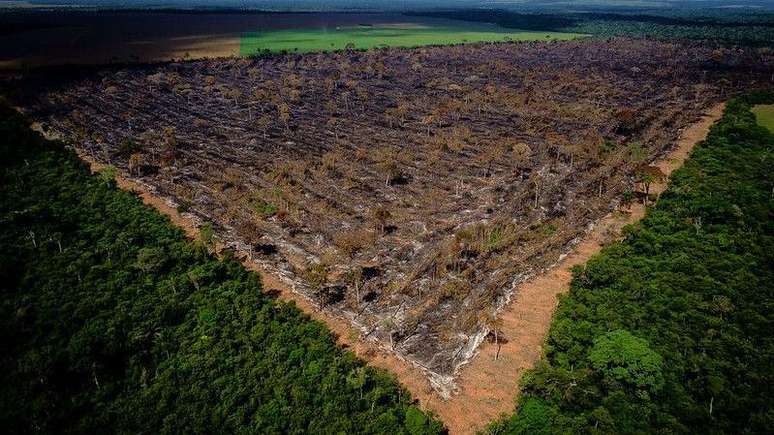 Mato Grosso é uma das locomotivas do agronegócio no Brasil - e também um dos líderes em desmatamento