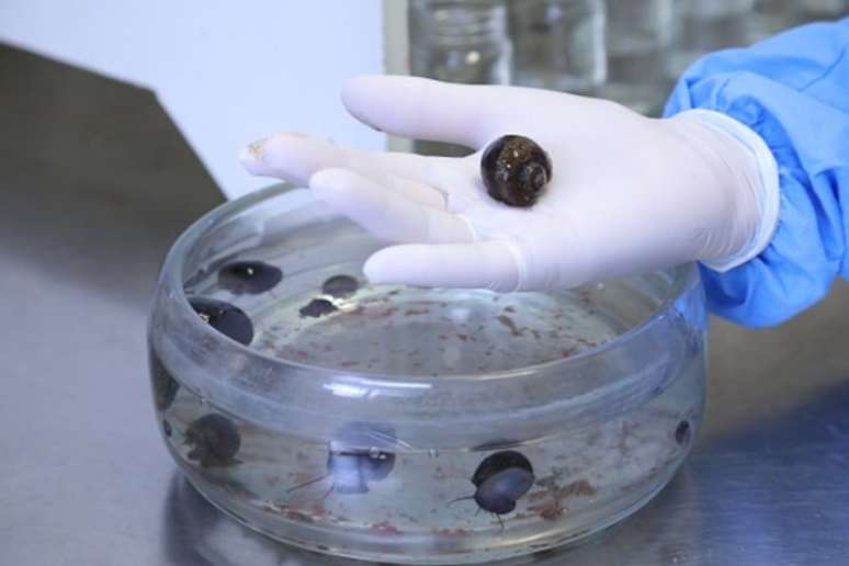 Caramujos do gênero Pomacea analisados no Laboratório de Malacologia do IOC/Fiocruz