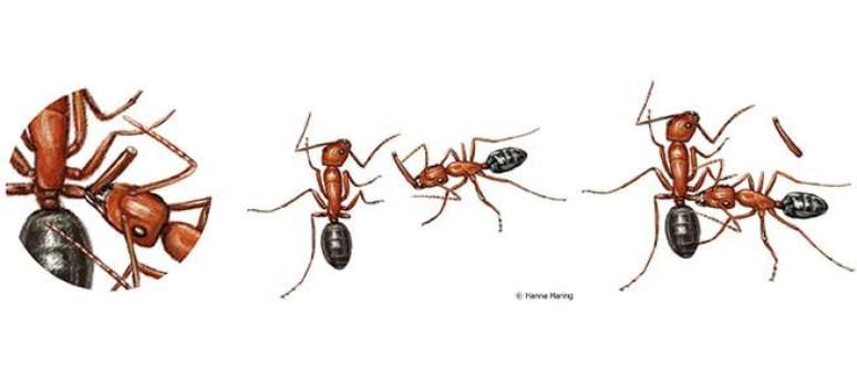 Estudo mostra que formigas podem agir como médicas, realizando amputações em companheiras feridas (Imagem: Hanna Haring/University of Würzburg)
