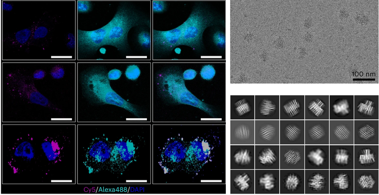 Nanorrobôs destroem células cancerígenas (Imagem: Högberg et al, 2024/Nature Nanotechnology)