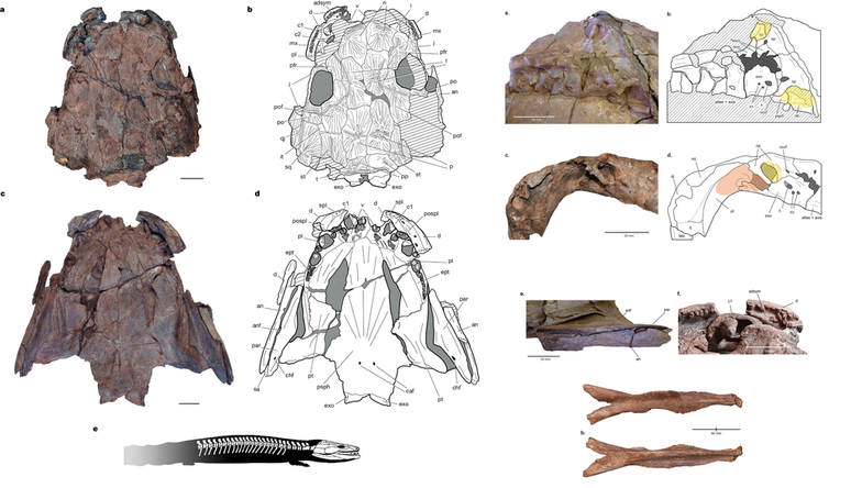 Fóssil "salamandra gigante" do Paleozoico (Imagem: Marsicano et al, 2024/Nature)