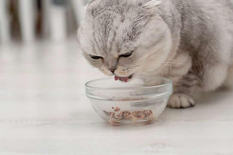 Gatos da raça scottish fold precisam de uma alimentação equilibrada e rica em nutrientes 