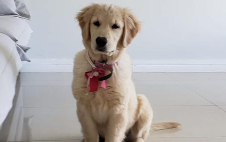 Tutores da golden retriever Gaia acusam a empresa responsável pelo traslado, a  Moovipet, de negligência 