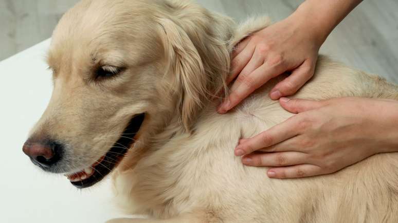 Saiba quais doenças podem afetar a pele dos cães