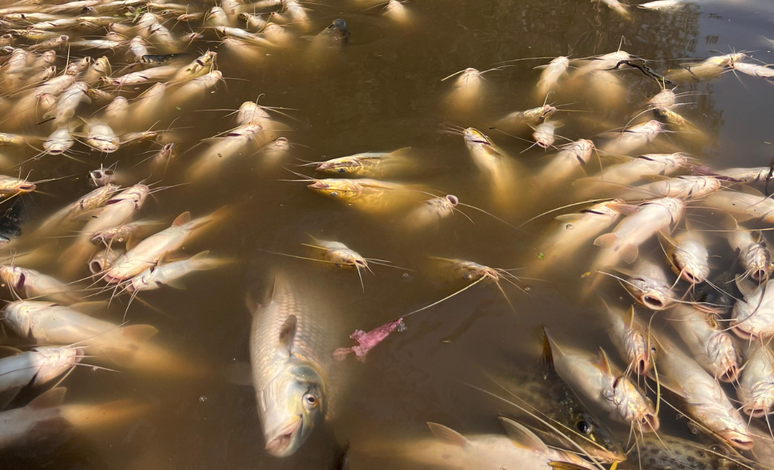 Milhares de peixes apareceram mortos em trecho do Rio Piracicaba, no interior de São Paulo