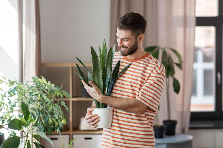 As plantas ajudam a limpar as energias negativas da casa 