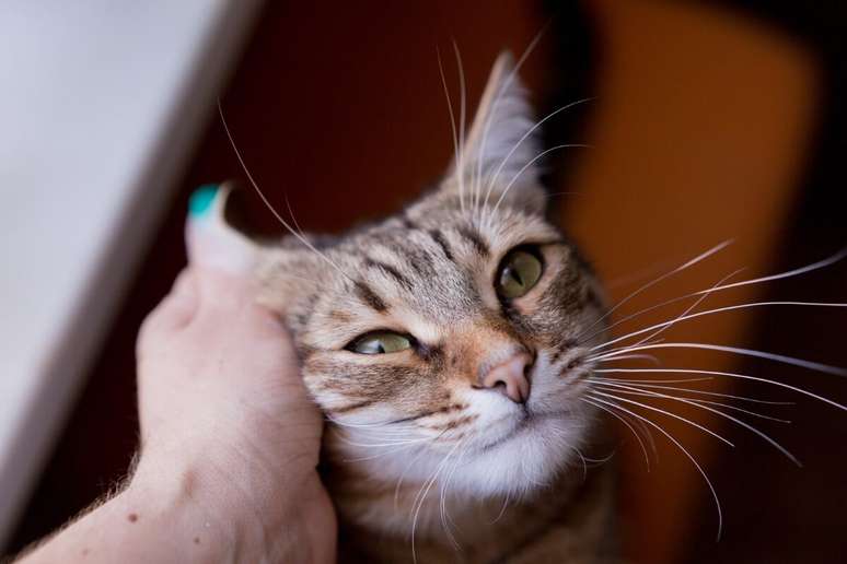 Gato de pelo curto brasileiro é considerado a única raça nacional existente