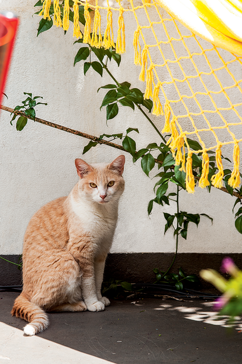 A gatinha Sol adora o jardim – a seu modo, claro. “Ela e os outros dois gatos adubam a terra, às vezes destruindo algumas plantas. A solução que encontrei para as minhas espécies adoradas e para os temperos é mantê-los em vasos”, explica Luana.