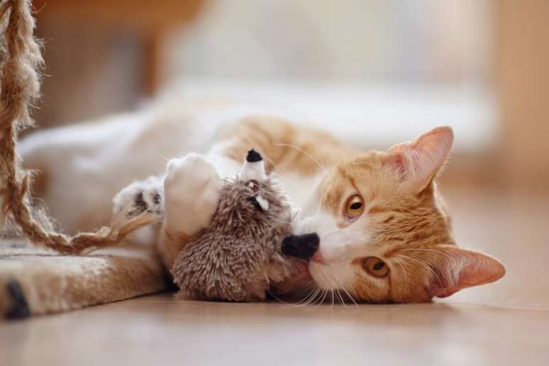 Brinquedos com espuma podem colocar a saúde dos gatos em risco 