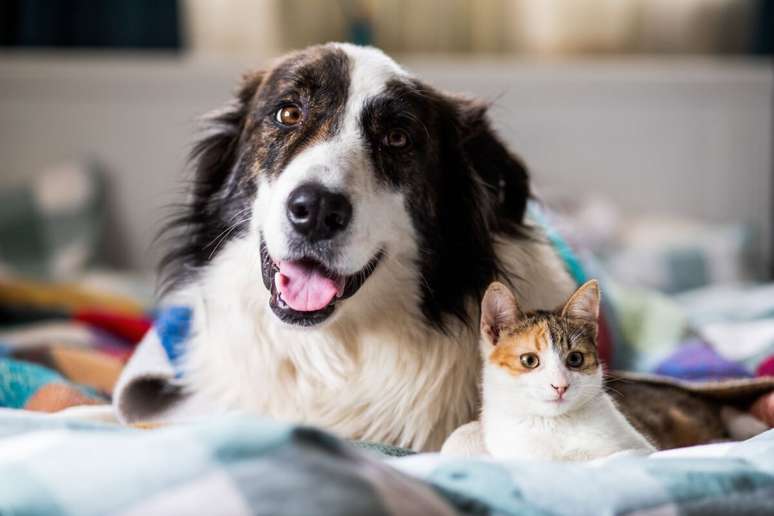 O conhecimento em primeiros socorros dos tutores pode salvar vidas até a chegada de ajuda profissional em casos de acidentes com pets