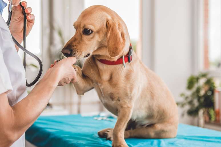 É importante levar o animal ao veterinário em caso de ingestão de alimentos tóxicos 