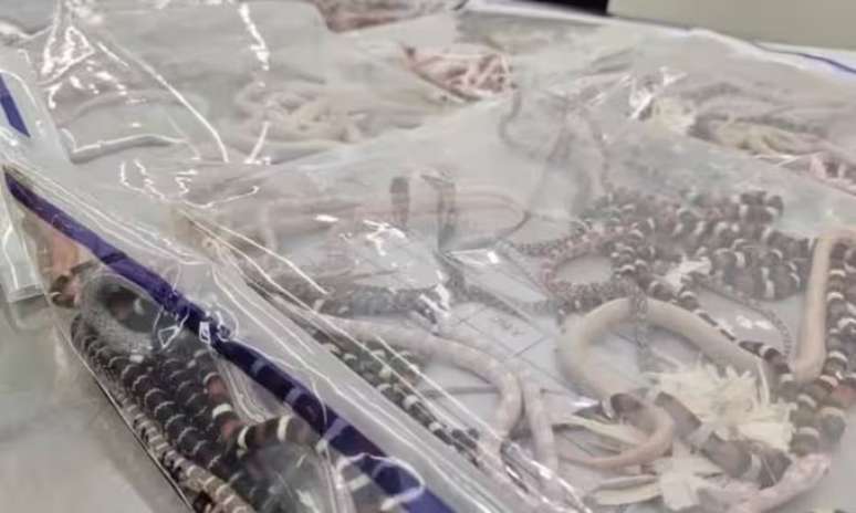 Homem é preso ao tentar entrar na China com mais de 100 cobras escondidas na calça 