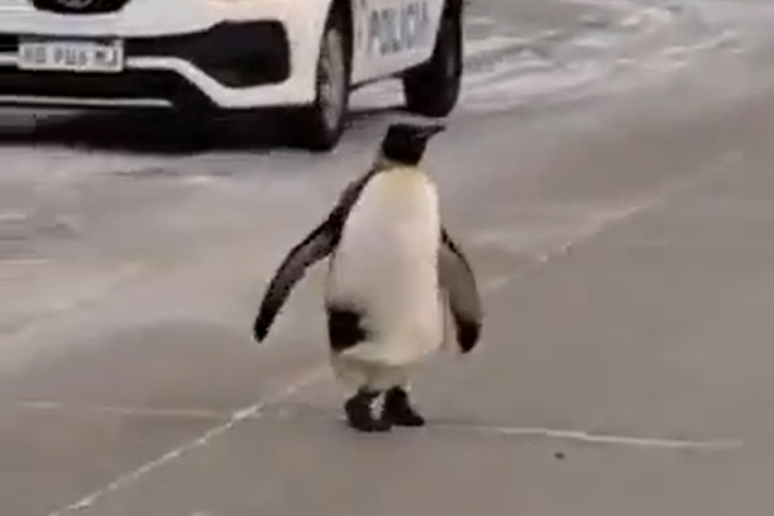 Pinguim é visto caminhando pelas ruas de cidade argentina