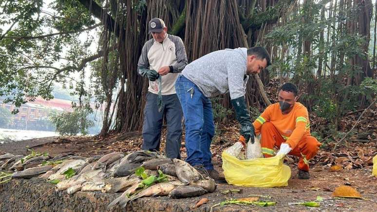 Muitos peixes morreram em razão do despejo irregular de rejeitos industriais no rio Piracicaba