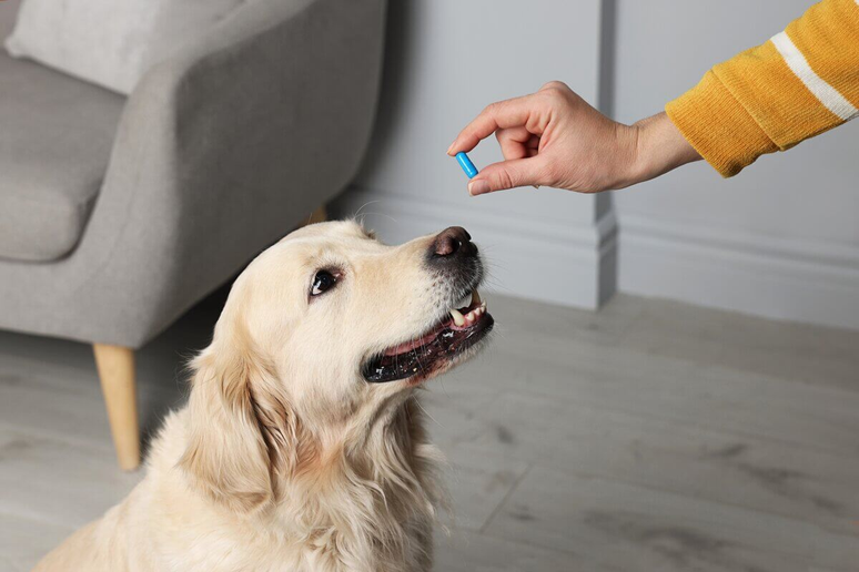 A higiene e o uso de produtos específicos são essenciais para proteger cães e gatos de pulgas e carrapatos 