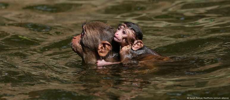 Macacos se refrescam em lago em templo em Kathmandu, no Nepal