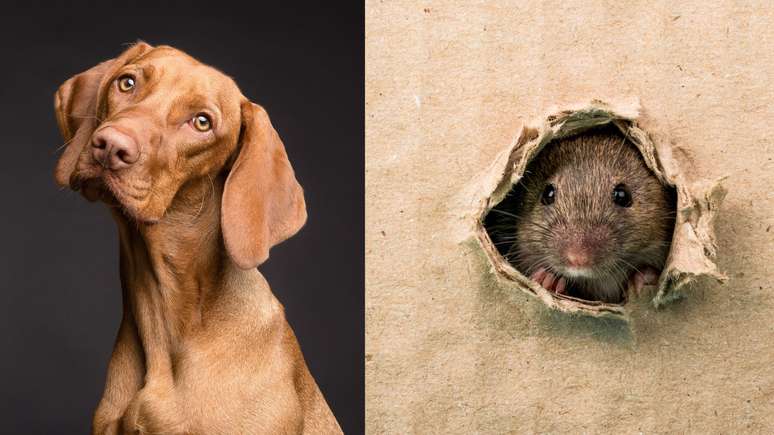 Cães e ratos são capazes de detectar doenças em humanos