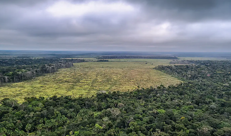 Os créditos REDD+, vinculados ao desmatamento, são os que mais sofrem com a descredibilização